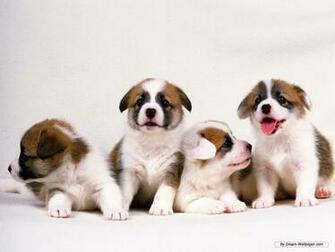 Dogs Image Puppy Wallpaper HD And Background