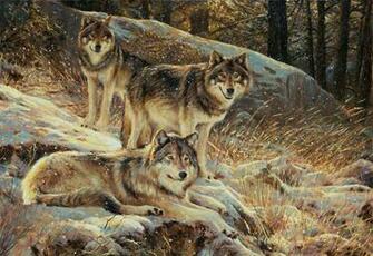 Wolf Pack Wallpaper