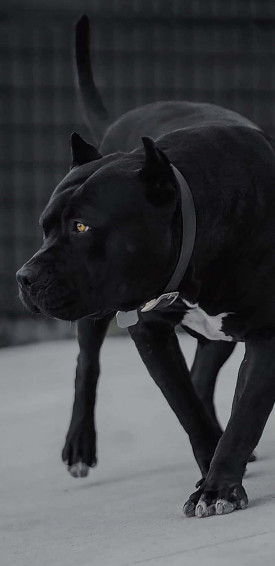 Dog Pitbull Wallpaper