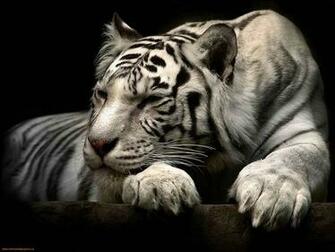 Tiger HD Cool Wallpaper Desktop Background For