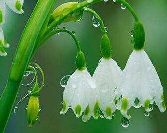 Rain Flowers Wallpaper Garden Spring