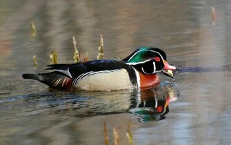 Go Back Image For Wood Duck Wallpaper