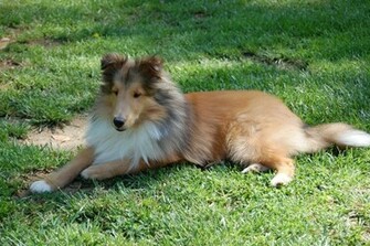Chiot Shetland Sheepdog Wallpaper