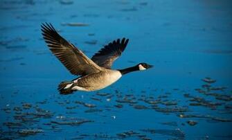 Wallpaper Bird Duck Wings Flying Dom Water Animals