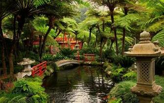 Big Orange Fish In A Japanese Garden Wallpaper World