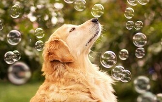 Golden Retriever Computer Wallpaper Desktop Background