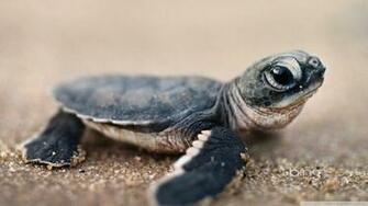 Bing Baby Turtle 4k HD Desktop Wallpaper For Ultra Tv
