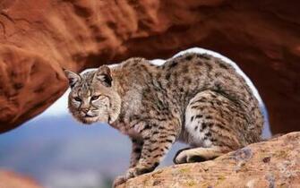Bobcat Wallpaper Background