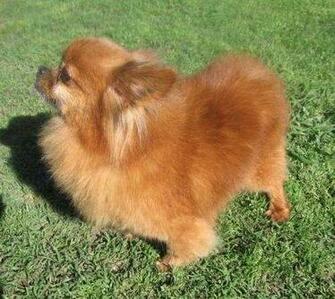 Chihuahua Pelo Largo Negrojpg