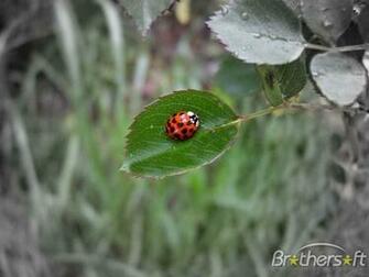 Ladybug Screensaver