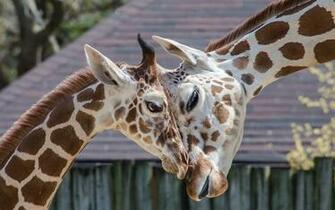 Giraffe Computer Wallpaper Desktop Background Id