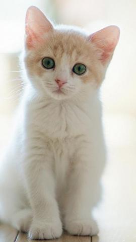 Best Pet iPhone HD Wallpaper