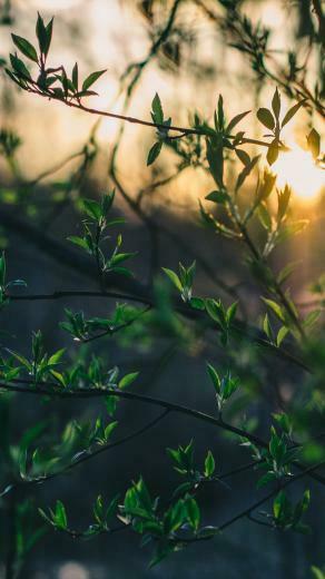 Back To Nature iPhone Wallpaper Collection Preppy