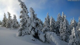 Snow Forest Wallpaper HD In Nature Imageci