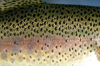 Rainbow Trout Reference Photos It S Anglers Artistry Store