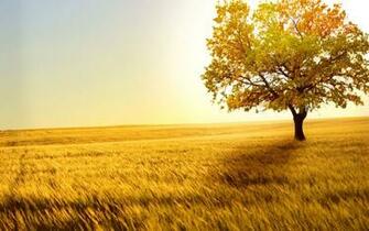 Tree In Pasture Wheat Desktop Wallpaper