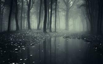Forest HD Wallpaper Background Image