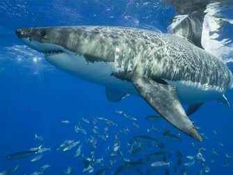 Great White Shark Pictures National Geographic