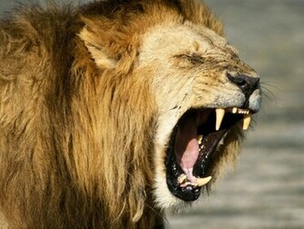 Lion Head Wallpaper S Directory Photo And