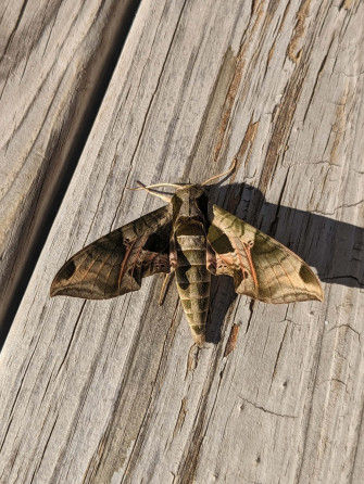 Sphinx Moth Wallpaper