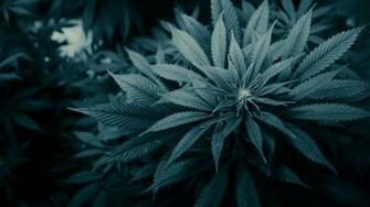 Fonds D Cran Cannabis Tous Les Wallpaper