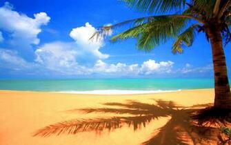 Beach With Palm Tree Cool Background