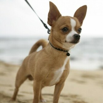 Chihuahua HD Wallpaper