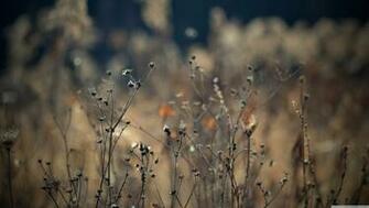 Autumn Ultra HD 4k Wallpaper Open Your