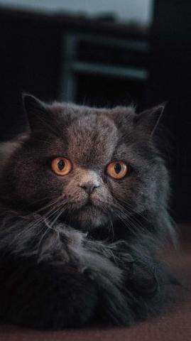 Curious Cat Feline Fluffy Wallpaper Persian