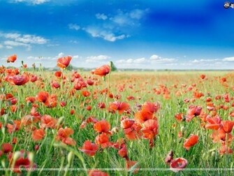 Flowers Wallpaper