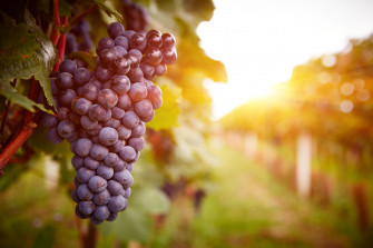 Sunny Vineyard Grapes Wallpaper