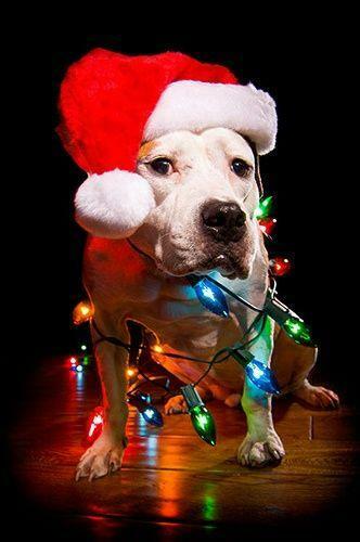 Pit Bull Christmas Me