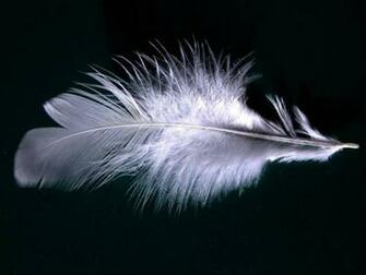 Beautiful Wallpaper For Desktop Feather HD
