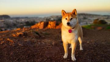HD Wallpaper Of Anime Dog Shiba
