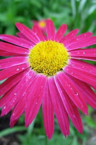 Flowers Magenta Daisy iPad iPhone HD Wallpaper