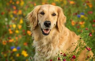 Photo Wallpaper Look Face Flowers Portrait Dog Golden