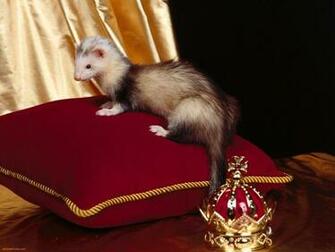 Cute Ferret On A Throne Ferrets Wallpaper