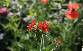 Maltese Cross Flowers Pictures Beautiful