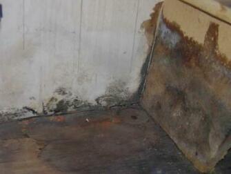 Mold Removal Getting Rid Of Behind The Wallpaper
