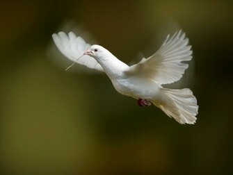 White Dove Wallpaper Desktopwallpaper