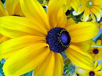 Yellow Flower Wallpaper Stock Photos
