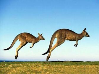 Kangaroo Wallpaper Australian Animal