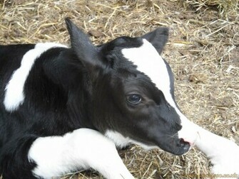 Cow Calf Animals Wallpaper Image With Farm Chainimage