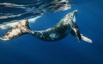 Whale Wallpaper