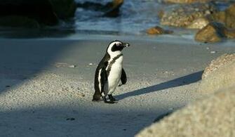 African Penguin Wallpaper HD