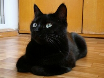 Black Cats HD Wallpaper Check Out The Cool