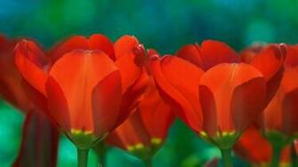 Flowers Macro HD Wallpaper