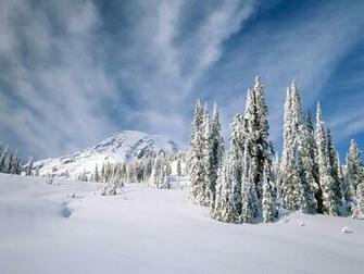 Background High Definition Doggie In Snow Wallpaper Image Of