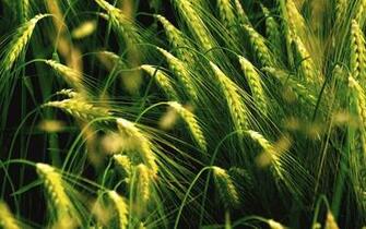 Green Crops Cones Nature HD Wallpaper Landscape