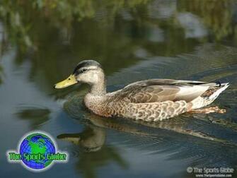 Waterfowl Desktop Wallpaper And Background The Sports Globe
